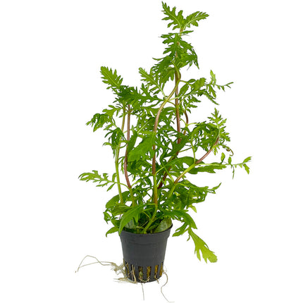 AnimalstoreXL Hygrophila Difformis