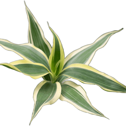 AnimalstoreXL Waterplant Dracaena Sanderiana