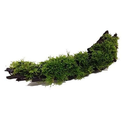 AnimalstoreXL Waterplant Driftwood S met Vesicularia dubyana