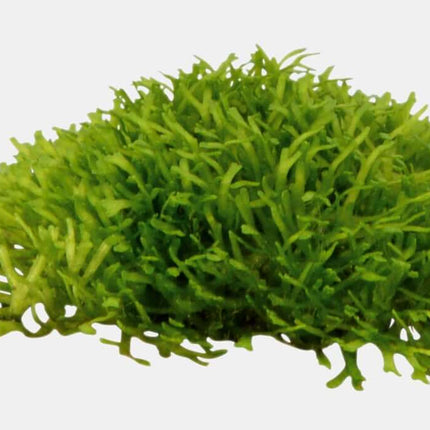 AnimalstoreXL Waterplant Riccia fluitans in bakje