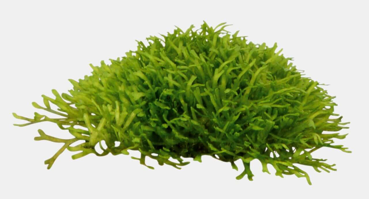 AnimalstoreXL Waterplant Riccia fluitans in bakje