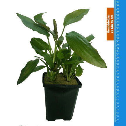 AnimalstoreXL Waterplant Echinodorus Impai - Extra Groot