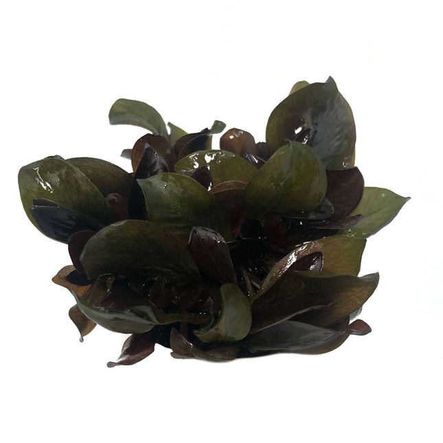 AnimalstoreXL Waterplant Echinodorus Reni in vitro bakje