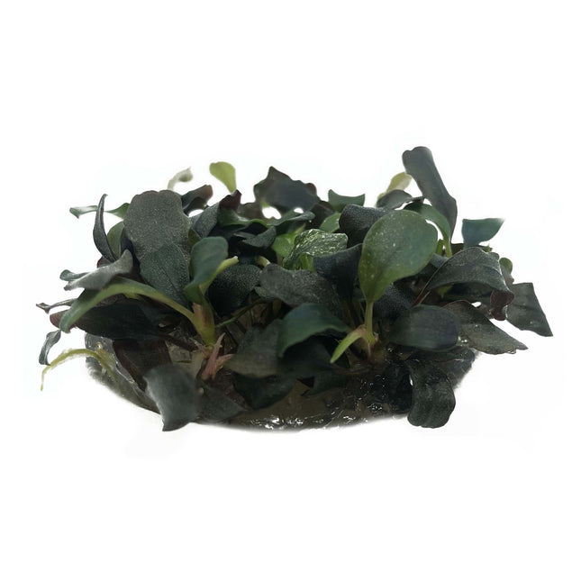 AnimalstoreXL Bucephalandra Sp. Red in vitro bakje