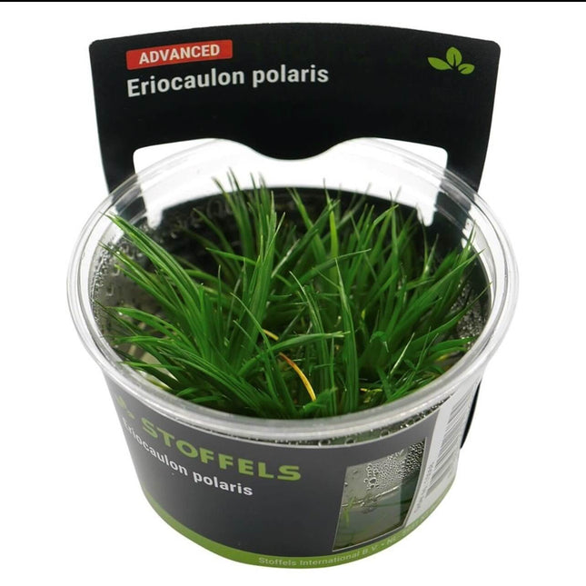 AnimalstoreXL Waterplant Eriocaulon polaris in-vitro