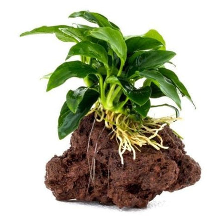 AnimalstoreXL Anubia Nana op lavasteen - Medium