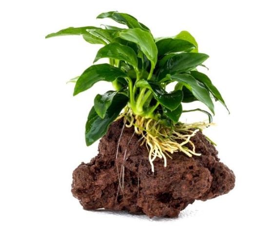 AnimalstoreXL Anubia Nana op lavasteen - Medium