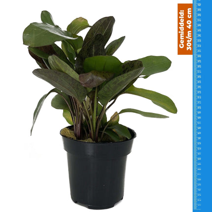 AnimalstoreXL Echinodorus Ozelot Rood - Extra Groot