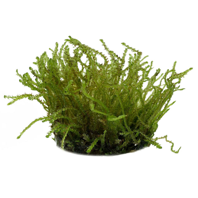 AnimalstoreXL Vesicularia sp. Creeping Moss in vitro bakje