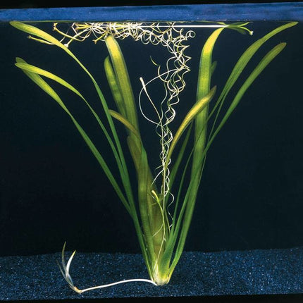 AnimalstoreXL Vallisneria Australis Gigantea