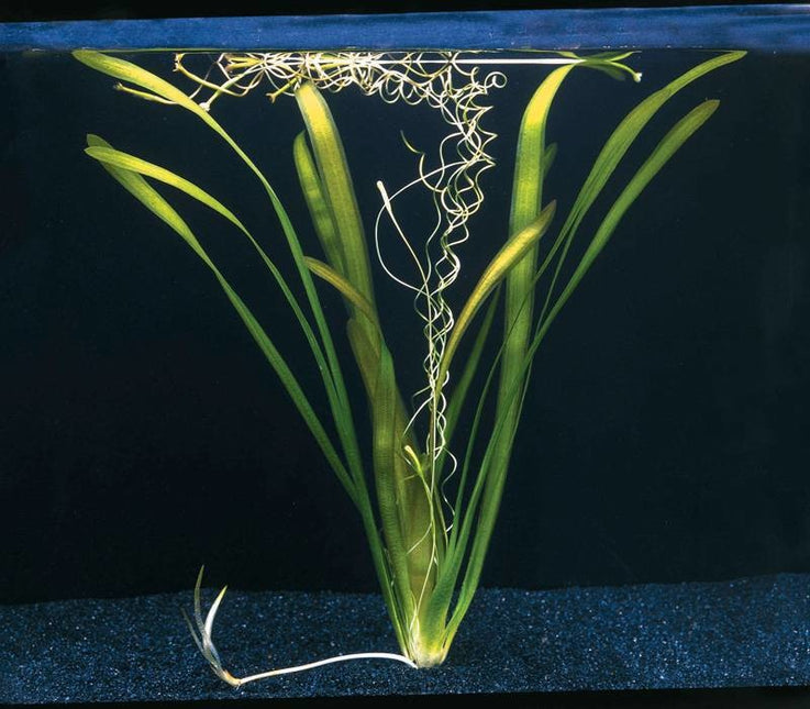 AnimalstoreXL Vallisneria Australis Gigantea