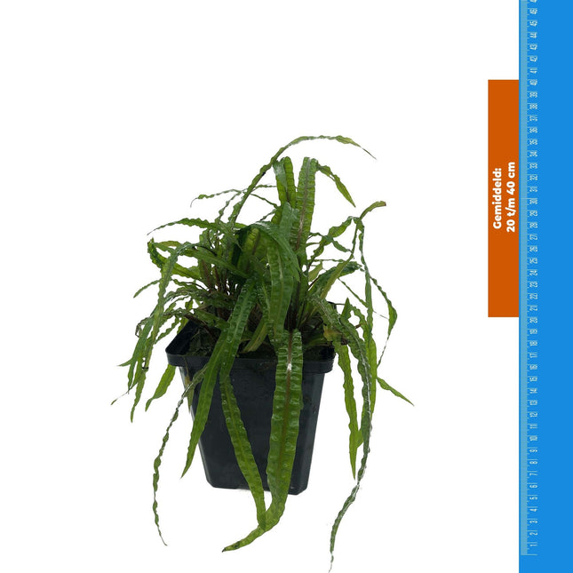 AnimalstoreXL Cryptocoryne Balansae - Extra Groot