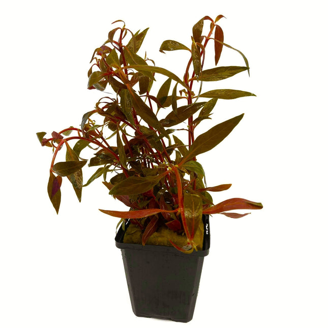 AnimalstoreXL Waterplant Alternanthera Rosefolia - Extra Groot