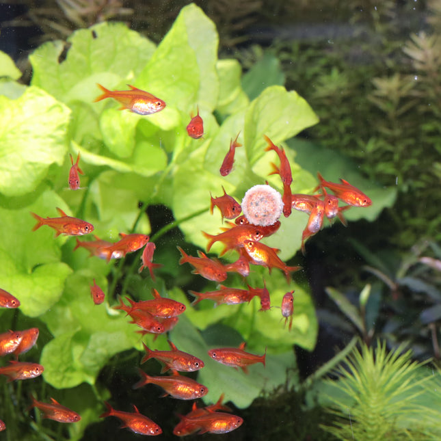 AnimalstoreXL Pronovo Tab M 5,5L