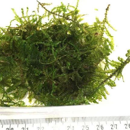 AnimalstoreXL Doe-het-zelf Decoratie set Hout