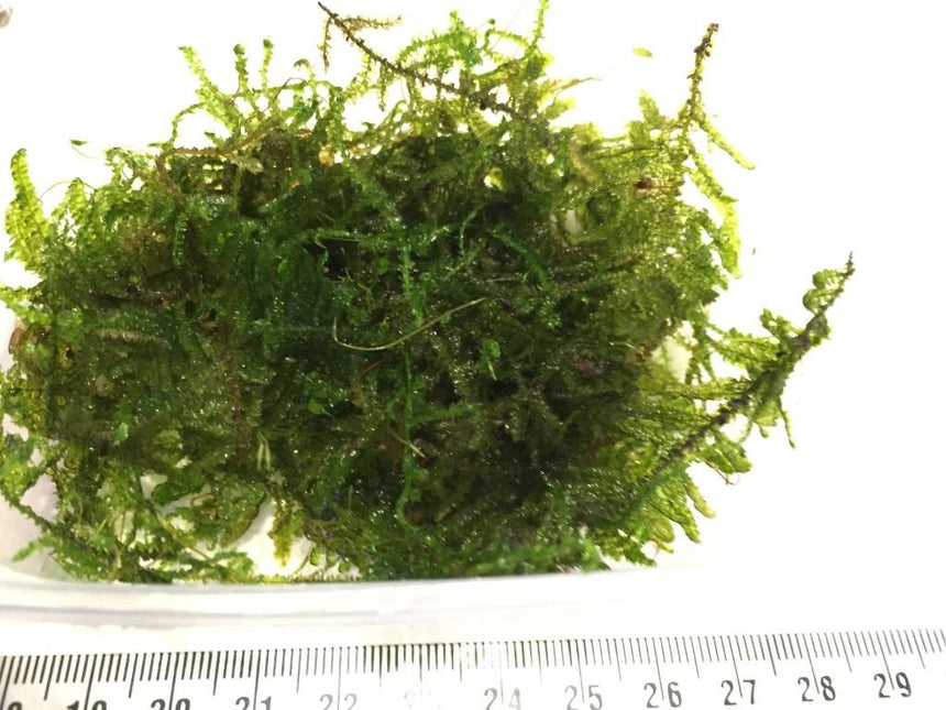 AnimalstoreXL Doe-het-zelf Decoratie set Hout