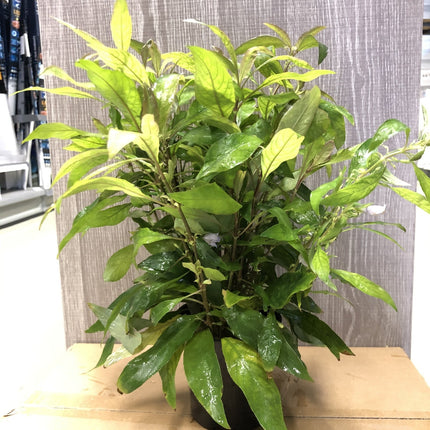 AnimalstoreXL Nomaphila Siamensis - Extra Groot