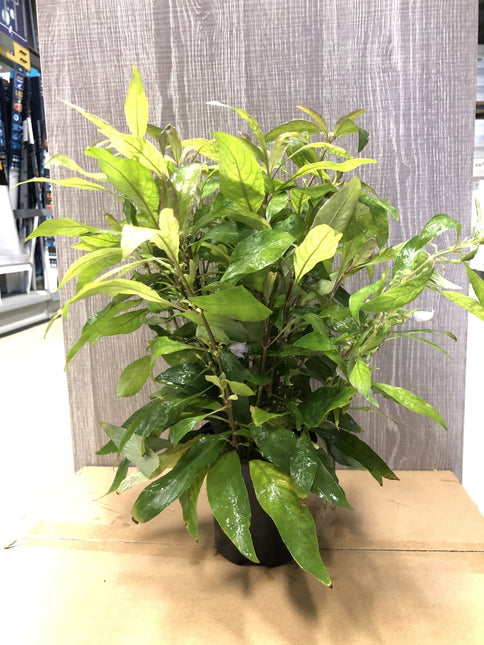 AnimalstoreXL Nomaphila Siamensis - Extra Groot