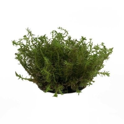 AnimalstoreXL Plantenpakket Garnalen 2