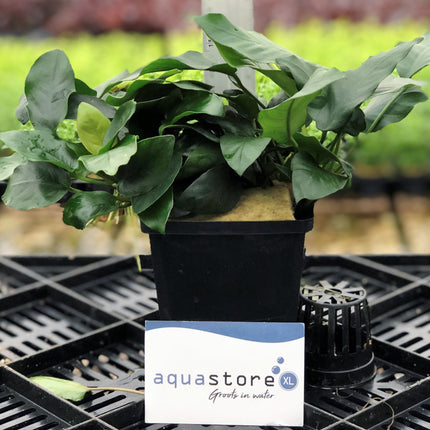 AnimalstoreXL Anubias Nana - Extra Groot
