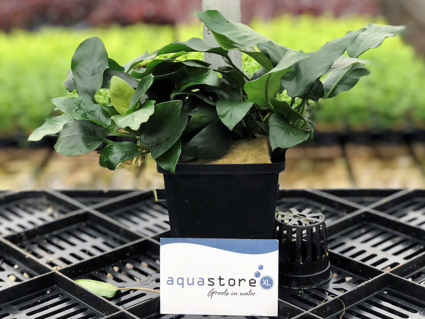 AnimalstoreXL Anubias Nana - Extra Groot