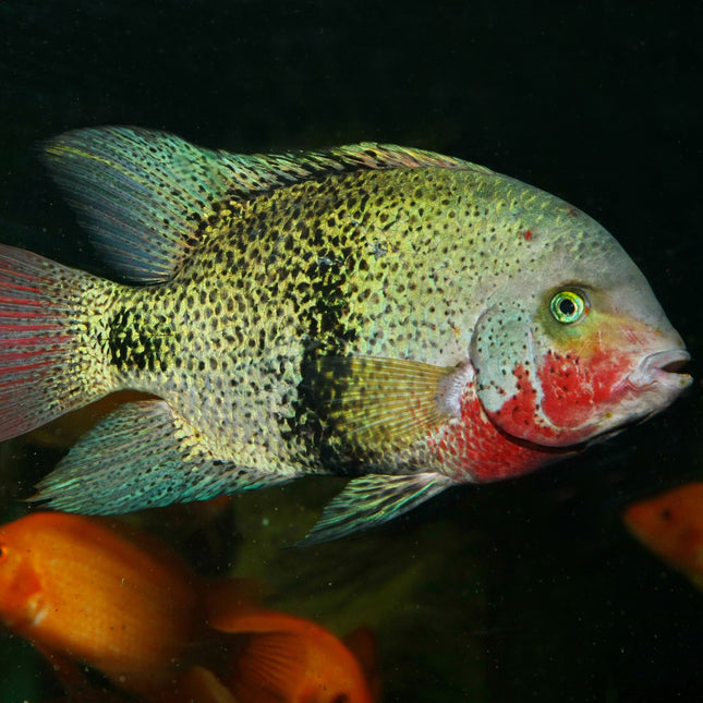 AnimalstoreXL Pronovo Cichlid Grano M 1000ml