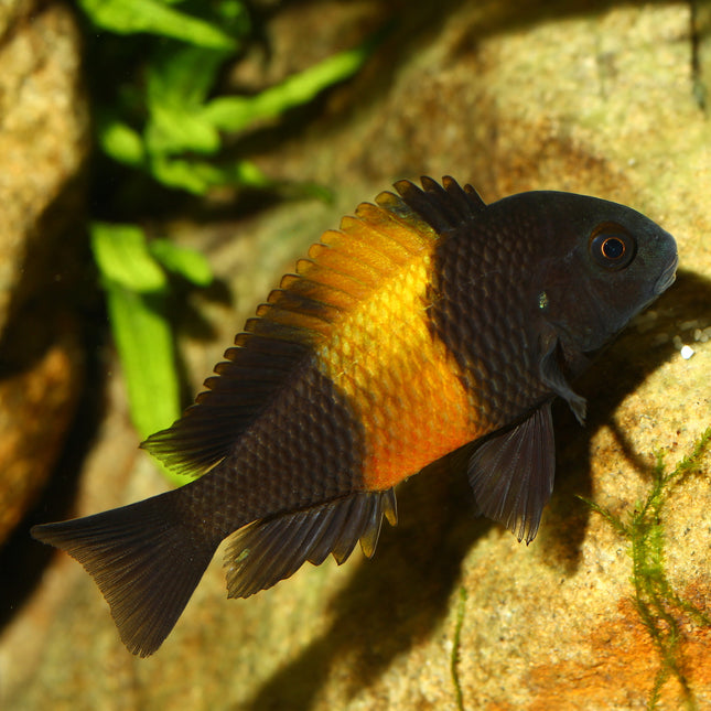 AnimalstoreXL Pronovo Malawi Grano M 250ml Click