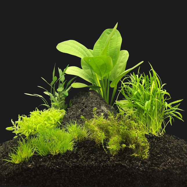 AnimalstoreXL Plantenpakket Garnalen 2