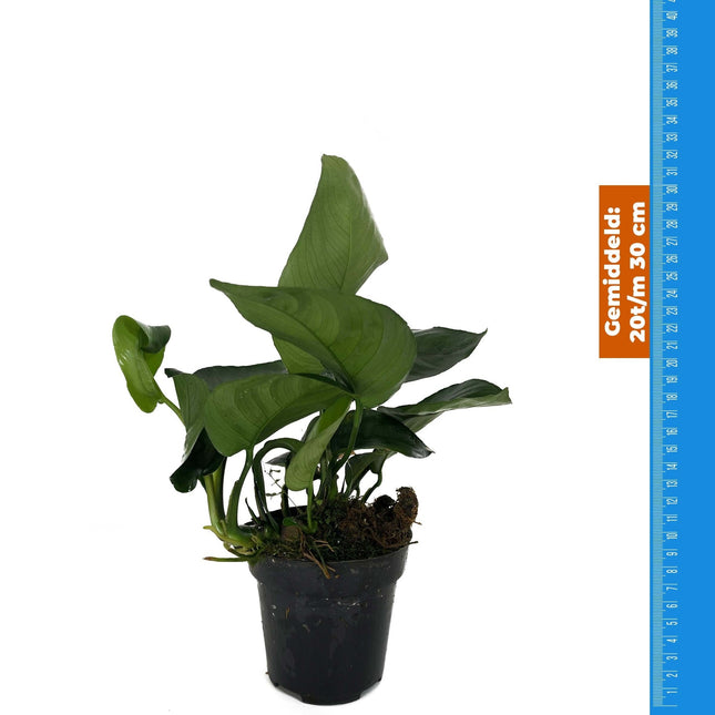 AnimalstoreXL Anubias Barteri Var.Nana - Extra Groot