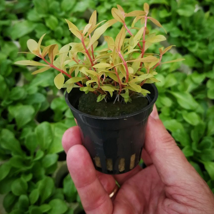 AnimalstoreXL Nesaea Pedicellata "GOLDEN SPECIAL" in bakje