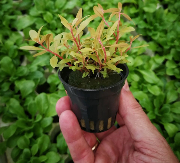 AnimalstoreXL Nesaea Pedicellata "GOLDEN SPECIAL" in bakje