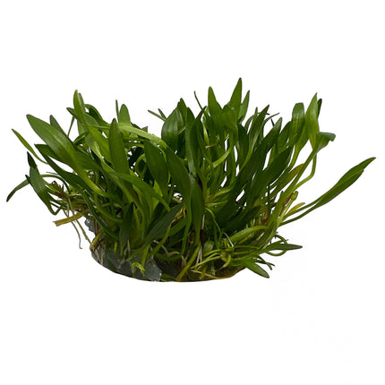 AnimalstoreXL Helanthium tenellum 'Green' in-vitro