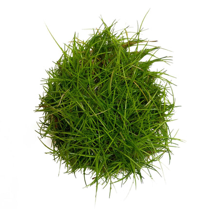 AnimalstoreXL Eleocharis Parvula in vitro bakje nr 41