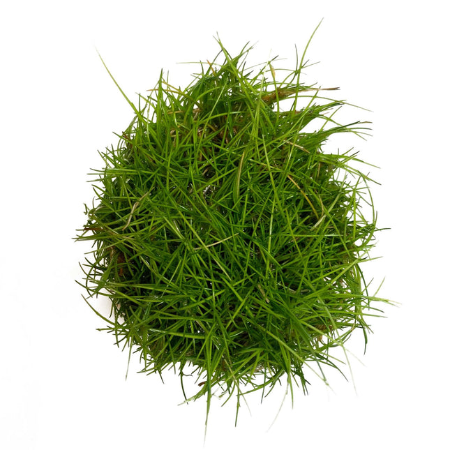 AnimalstoreXL Eleocharis Parvula in vitro bakje nr 41