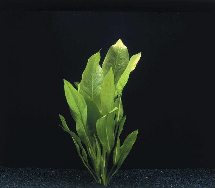 AnimalstoreXL Echinodorus Bleheri