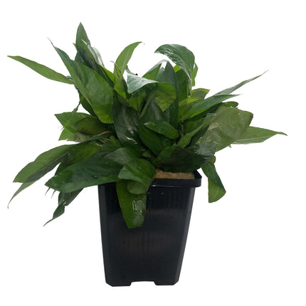 AnimalstoreXL Nomaphila Siamensis - Extra Groot