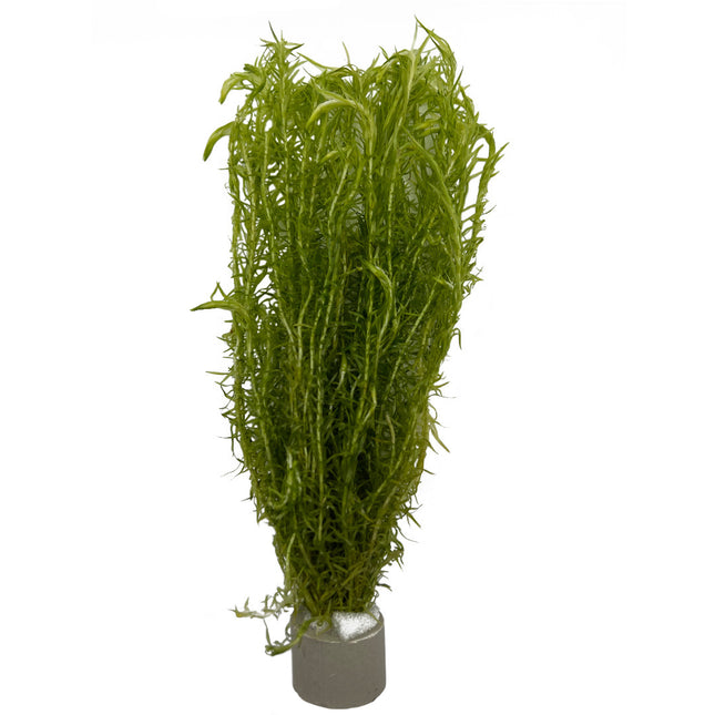 AnimalstoreXL Mayaca Fluviatilis