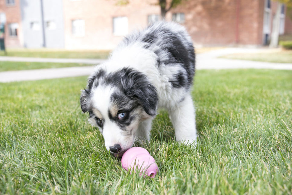 AnimalstoreXL Kong Puppy Medium
