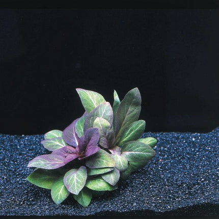 AnimalstoreXL Lobelia Cardinalis