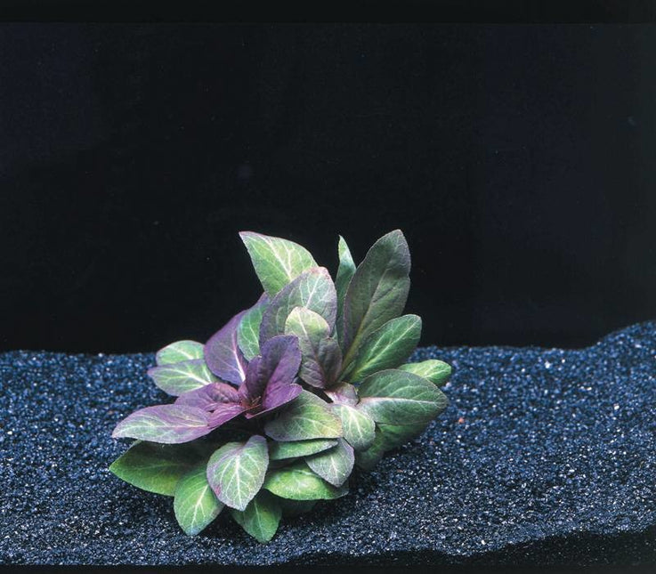 AnimalstoreXL Lobelia Cardinalis