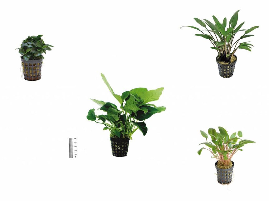 AnimalstoreXL Plantenpakket Extra Small 1