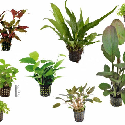 AnimalstoreXL Plantenpakket Medium 1