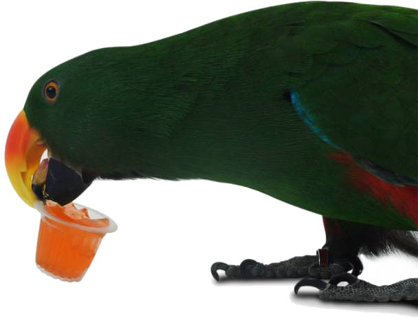 AnimalstoreXL Fruitcup Mix 6 stuks