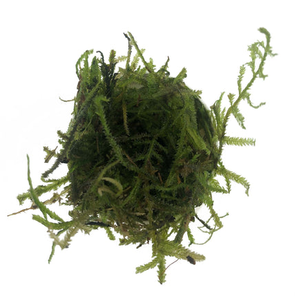 AnimalstoreXL Christmas Moss in bakje