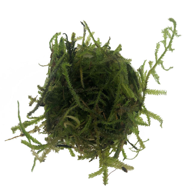 AnimalstoreXL Christmas Moss in bakje