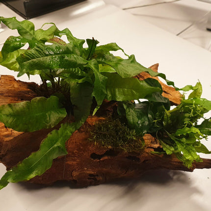 AnimalstoreXL Driftwood L met 3 planten