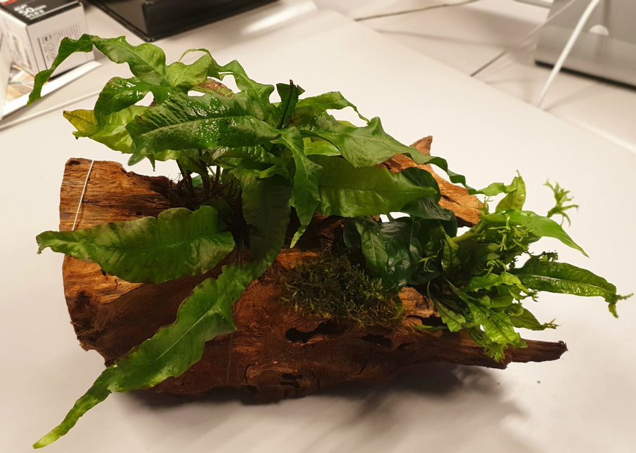 AnimalstoreXL Driftwood L met 3 planten