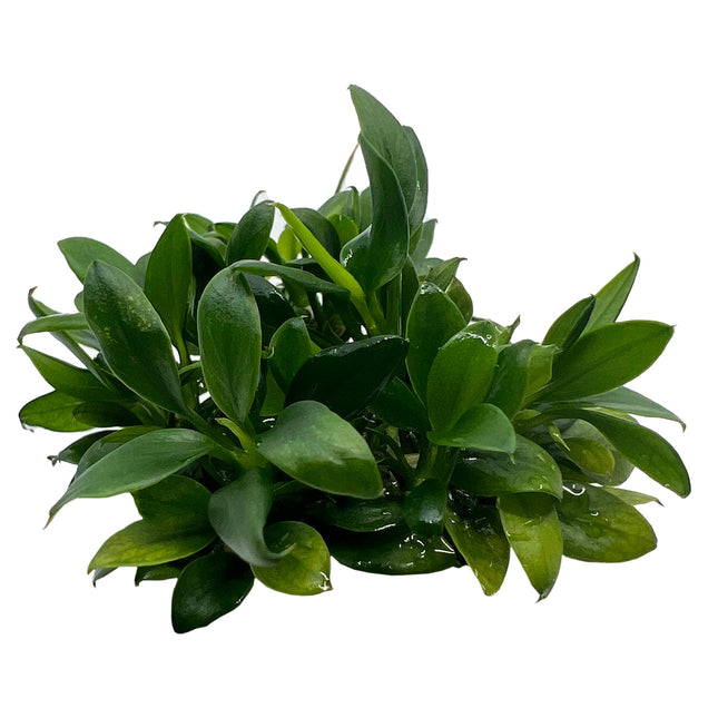 AnimalstoreXL Anubias barteri var. nana Pangolino in vitro