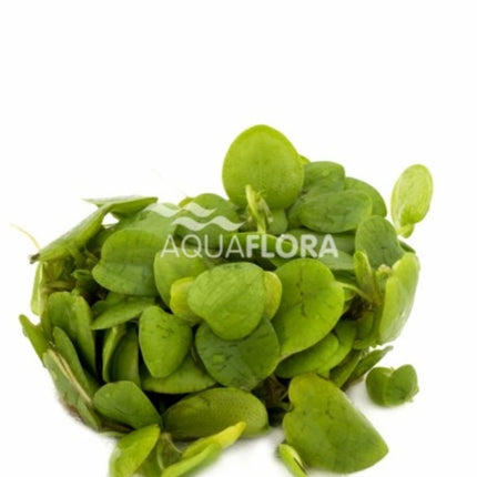 AnimalstoreXL Limnobium Laevifolium - Drijfplant in bakje