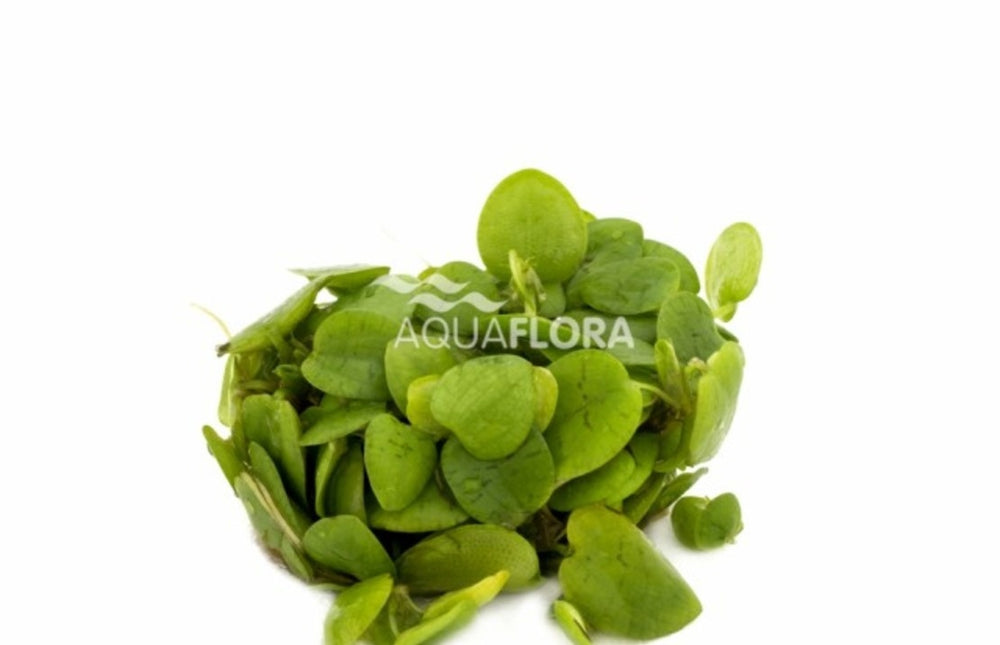 AnimalstoreXL Limnobium Laevifolium - Drijfplant in bakje